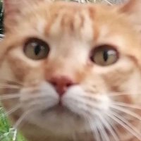 Pai de pain (@inestablex__) 's Twitter Profile