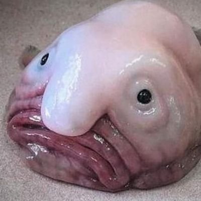 ugly fish