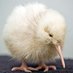 STOLkiwi (@kiwibird68) Twitter profile photo STOLkiwi (@kiwibird68) Twitter profile photo