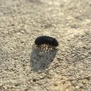 Miranda Johnston - @mandaeatingbear - Twitter