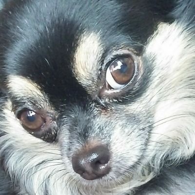 chirorux216n's profile picture. かわいい動物
美味しそうな料理
セルフ整体とか不調改善したい
情報収集目的
色々見たい知りたい
発信は苦手