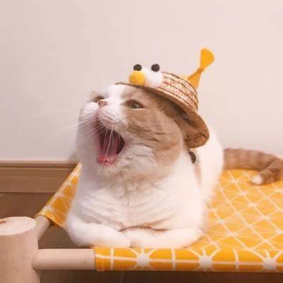 EdgarLarki59445's profile picture. 你會逐漸明白為什麼你需要一隻貓。 You will gradually understand why you need a cat.😼