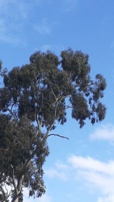 _____Its_Me__'s profile picture. Is it Grand Final day yet?

This account is powered by HumanGPT