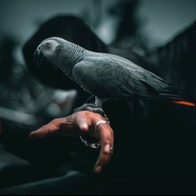 ElihurumaE77379's profile picture. 