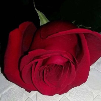 أحيانًا نجِد قلبْ أحَدهُم جنّه كبيرة فيّ مُنتصَف ضِيق هَذه الحيَاة و نكتفيّ بِه ،،