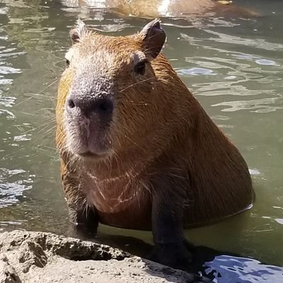 OK at Video Gaming // OK at Software Engineering // OK I pull up // Capybara Enjoyer // ヨシ! // Currently addicted to F-ZERO 99