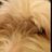 Scholsie67's profile image