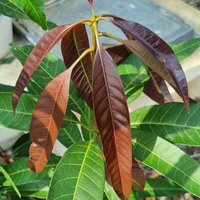 Khalid Al-Qurri🌿🌱🌾🌲🌳🌴🪴🌻 (@khalid_alqurri) 's Twitter Profile