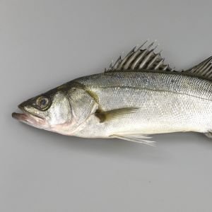 akiranakayama12's profile picture. 