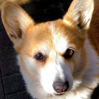 Unoru(うのる) (@unoru_waffle) Twitter profile photo