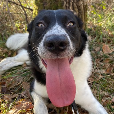 pipcoin Profile