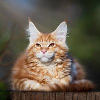Maine Coon Catlovers(@maine_coon_club) 's Twitter Profile Photo
