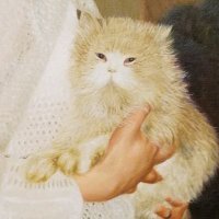 Backchat (@whimsicalbaboon) 's Twitter Profile