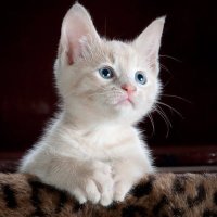 Linking (@linkingusa) 's Twitter Profile