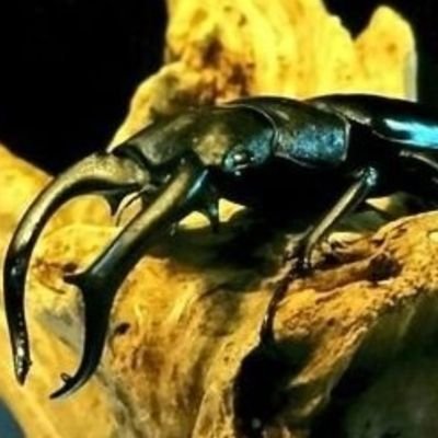 heraherabreeder's profile picture. ヘラクレスや難関種、美麗種に挑戦します(^^)　　　　　
フォロワー1900人超、有り難う御座います！
@0BEE7STA0_777←販売アカ