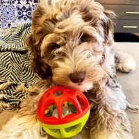 Toto the Merle Sproodle 🐶(@totothemerle) 's Twitter Profile Photo