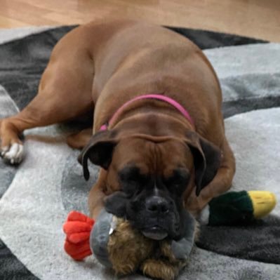 HalloedBThyName's profile picture. Patriots, Red sox, Bruins, Classic Rock, Metal, and all things nerdy.