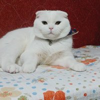 Oral Orhon (@orhonoral1975) Twitter profile photo