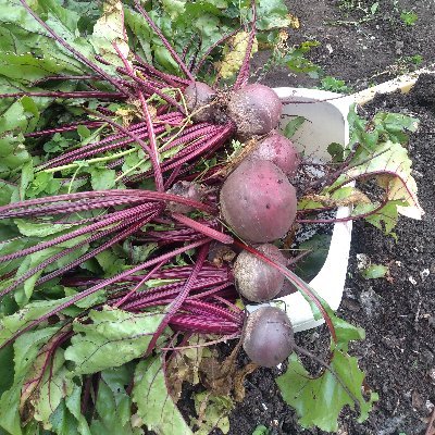 Allotmenteer, cyclist and community activist