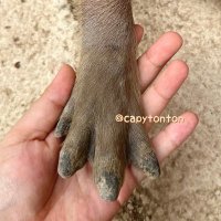 capytonton (@capytonton) 's Twitter Profile Photo