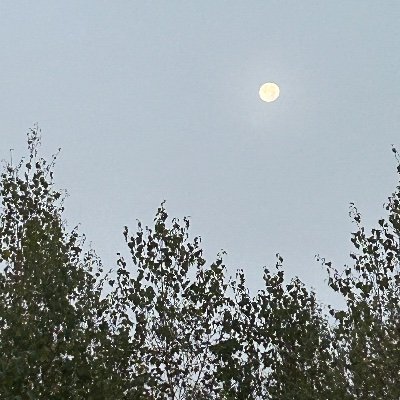 DinanPeggy's profile picture. 