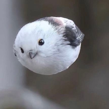 CCluster2333's profile picture. 红雨随心翻作浪，青山着意化为桥