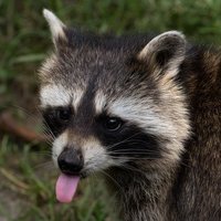 M a p a c h e (@r_a_c_c_17) 's Twitter Profile