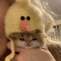 쿠 (@sunkissedbok) 's Twitter Profile Photo 쿠 (@sunkissedbok) 's Twitter Profile Photo
