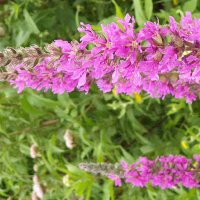 Cissi (@eust845866) 's Twitter Profile