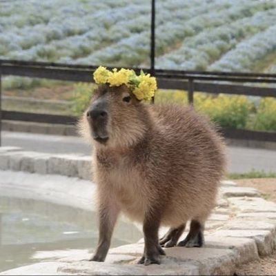 alegimenez_20's profile picture. desculpe o auê