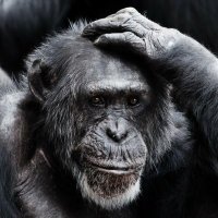 Behaviour Bloke (@behaviourbloke) 's Twitter Profile