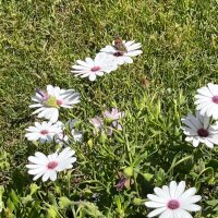 Majd (@theslpmajd) 's Twitter Profile