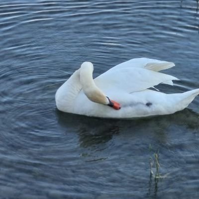 avaz135's profile picture. Eğlenebilmeyi blmek