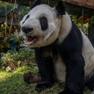 pandacomtdah Profile Picture