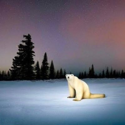 he is from the year 2026, everyone scared of him 

#polarbear2026 🐻‍❄️❄️

https://t.co/yE0WTGel7E