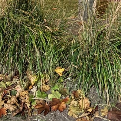 mustafaQq99's profile picture. 