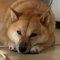 テラさん‼️ (@phenix_flhtk) 's Twitter Profile