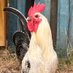 Fluffy Butt Farms (@ebjesuslover) Twitter profile photo Fluffy Butt Farms (@ebjesuslover) Twitter profile photo