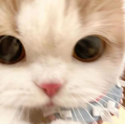 sasisukaeskrim's profile picture. 