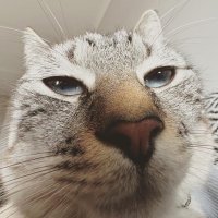 Ainsli3_ZA (@ainsli3_za) 's Twitter Profile