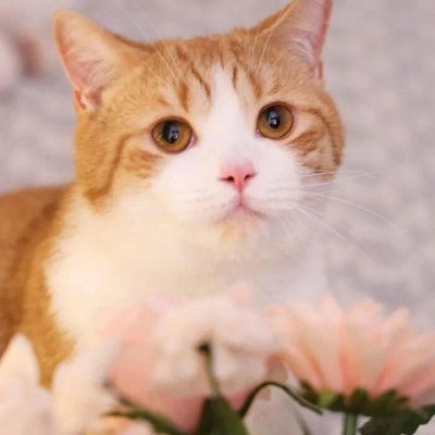 helga_helgasb's profile picture. You must have the simplest life and the most distant dreams. Although tomorrow is cold, the mountain is high, the water is far away, the horse dies.