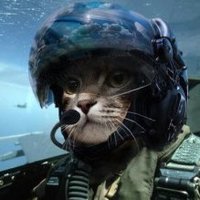 Tactical Cat (@r2fu1) 's Twitter Profile