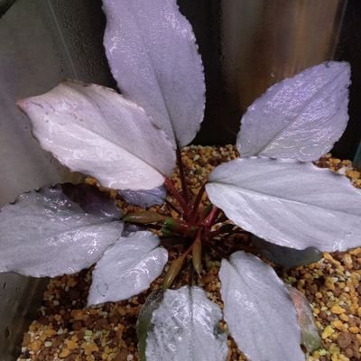 アクアリウムと熱帯植物育成してます。
10年ぶりにアクアリウム再開したから、釣りも再開しようと思ってます。いつになるかわからないけど。
ロッド:expression
リール:STELLA ARシリーズ