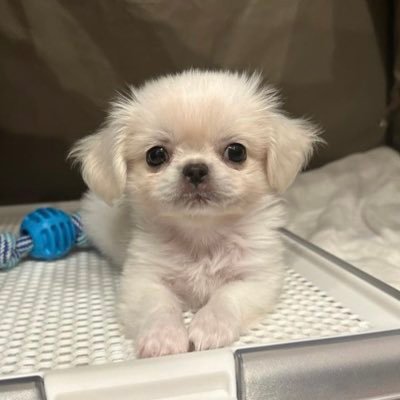 🐶ペキニーズ✖️チワワ(♂) 🎂2023.07.06 🐾3.9kg🤍 虚無顔がチャームポイント🐻❄️無言フォロー失礼します❣️
