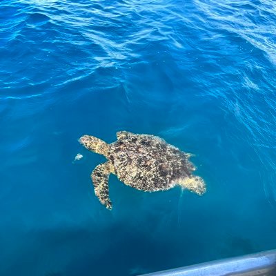 Liddlfish's profile picture. 