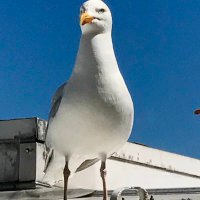 Sancho Panza‘s Boss 🎗️ 🇮🇱🇺🇦🇺🇸🇹🇼 (@woddevor) 's Twitter Profile Photo Sancho Panza‘s Boss 🎗️ 🇮🇱🇺🇦🇺🇸🇹🇼 (@woddevor) 's Twitter Profile Photo
