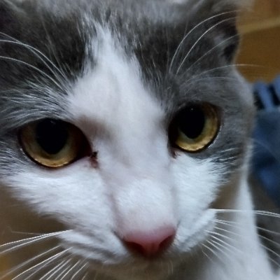 ねこやしきの執事さんのプロフィール画像