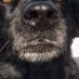 Albert van Mourik (@minderkoet) Twitter profile photo Albert van Mourik (@minderkoet) Twitter profile photo