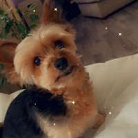 teddy the yorkshire terrier(@TeddyTerrier49) 's Twitter Profileg