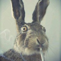 Cortomaltese (@cortomaltese92) 's Twitter Profile Photo Cortomaltese (@cortomaltese92) 's Twitter Profile Photo